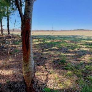 Photo of SOLD!!  81.75 Acres of Farm and Timber Land For Sale in Wilson County NC!