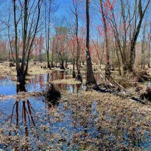 Photo of SOLD!!  81.75 Acres of Farm and Timber Land For Sale in Wilson County NC!