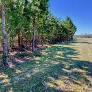 Photo of SOLD!!  81.75 Acres of Farm and Timber Land For Sale in Wilson County NC!