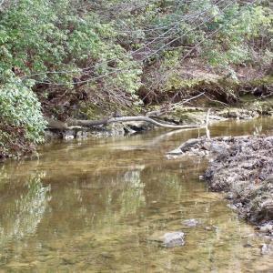 Photo of UNDER CONTRACT!  53.75 Acres of Hunting and Recreational Land For Sale in Lunenburg County VA!