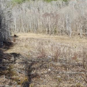 Photo of UNDER CONTRACT!  53.75 Acres of Hunting and Recreational Land For Sale in Lunenburg County VA!