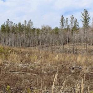 Photo of SOLD!  44.5 Acres of Hunting and Recreational Land For Sale in Lunenburg County VA!