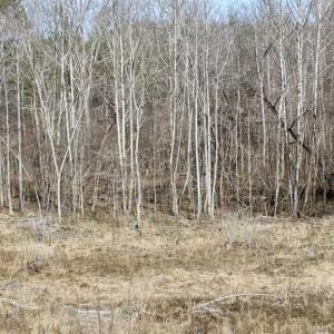 Photo of SOLD!  44.5 Acres of Hunting and Recreational Land For Sale in Lunenburg County VA!