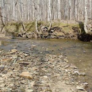 Photo of SOLD!  44.5 Acres of Hunting and Recreational Land For Sale in Lunenburg County VA!