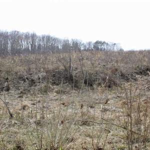 Photo of SOLD!  44.5 Acres of Hunting and Recreational Land For Sale in Lunenburg County VA!