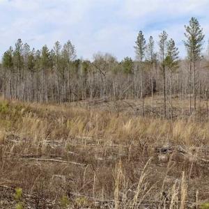 Photo of SOLD!  44.5 Acres of Hunting and Recreational Land For Sale in Lunenburg County VA!