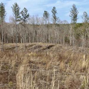 Photo of SOLD!  44.5 Acres of Hunting and Recreational Land For Sale in Lunenburg County VA!