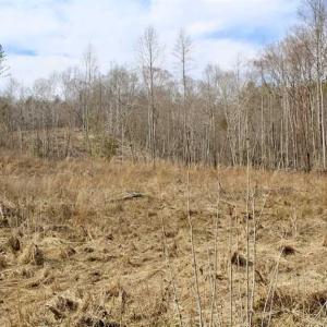 Photo of SOLD!  44.5 Acres of Hunting and Recreational Land For Sale in Lunenburg County VA!