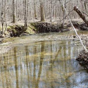 Photo of SOLD!  44.5 Acres of Hunting and Recreational Land For Sale in Lunenburg County VA!