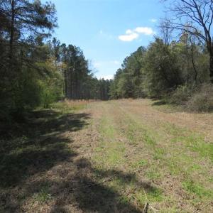 Photo of SOLD!  39 Acres of Timber and Hunting Land For Sale in Cumberland County NC!