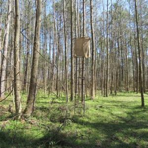 Photo of SOLD!  39 Acres of Timber and Hunting Land For Sale in Cumberland County NC!