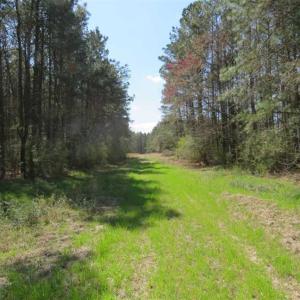 Photo of SOLD!  39 Acres of Timber and Hunting Land For Sale in Cumberland County NC!