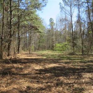 Photo of SOLD!  39 Acres of Timber and Hunting Land For Sale in Cumberland County NC!