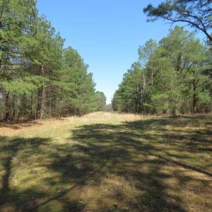 Photo of SOLD!  39 Acres of Timber and Hunting Land For Sale in Cumberland County NC!