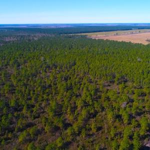 Photo of UNDER CONTRACT!  352 Acres of Timber and Recreational Land For Sale in Pamlico County NC!