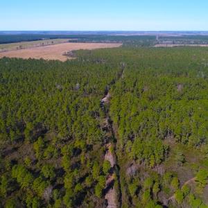 Photo of UNDER CONTRACT!  352 Acres of Timber and Recreational Land For Sale in Pamlico County NC!