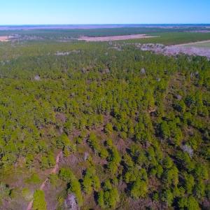 Photo of UNDER CONTRACT!  352 Acres of Timber and Recreational Land For Sale in Pamlico County NC!