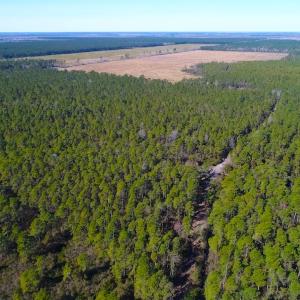 Photo of UNDER CONTRACT!  352 Acres of Timber and Recreational Land For Sale in Pamlico County NC!