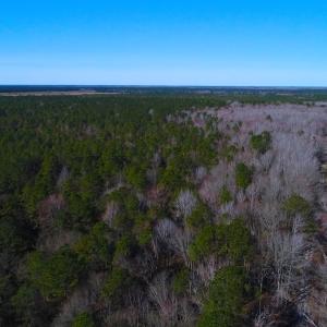 Photo of UNDER CONTRACT!  352 Acres of Timber and Recreational Land For Sale in Pamlico County NC!