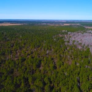 Photo of UNDER CONTRACT!  352 Acres of Timber and Recreational Land For Sale in Pamlico County NC!