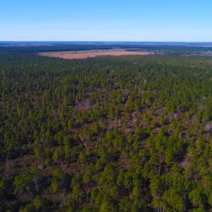 Photo of UNDER CONTRACT!  352 Acres of Timber and Recreational Land For Sale in Pamlico County NC!