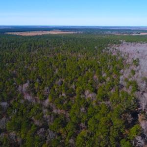 Photo of UNDER CONTRACT!  352 Acres of Timber and Recreational Land For Sale in Pamlico County NC!