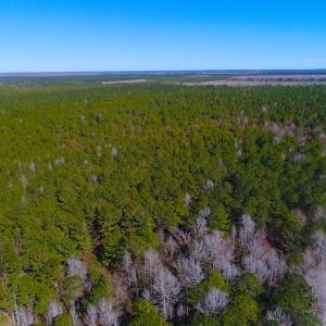 Photo of UNDER CONTRACT!  352 Acres of Timber and Recreational Land For Sale in Pamlico County NC!
