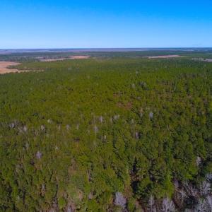 Photo of UNDER CONTRACT!  352 Acres of Timber and Recreational Land For Sale in Pamlico County NC!