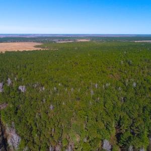 Photo of UNDER CONTRACT!  352 Acres of Timber and Recreational Land For Sale in Pamlico County NC!