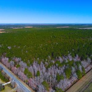 Photo of UNDER CONTRACT!  352 Acres of Timber and Recreational Land For Sale in Pamlico County NC!