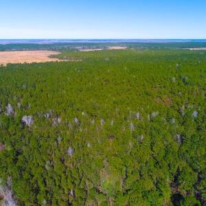 Photo of UNDER CONTRACT!  352 Acres of Timber and Recreational Land For Sale in Pamlico County NC!