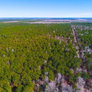 Photo of UNDER CONTRACT!  352 Acres of Timber and Recreational Land For Sale in Pamlico County NC!