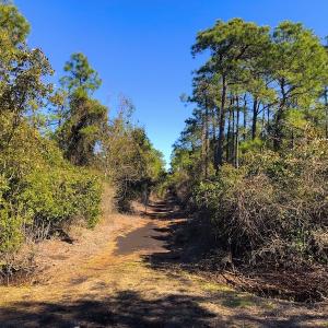 Photo of UNDER CONTRACT!  352 Acres of Timber and Recreational Land For Sale in Pamlico County NC!