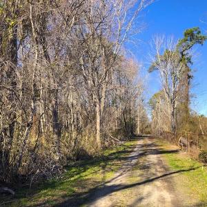 Photo of UNDER CONTRACT!  352 Acres of Timber and Recreational Land For Sale in Pamlico County NC!