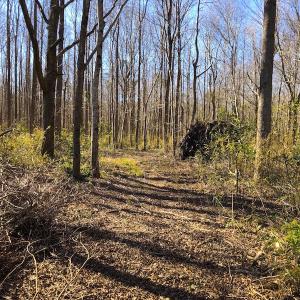Photo of UNDER CONTRACT!  352 Acres of Timber and Recreational Land For Sale in Pamlico County NC!