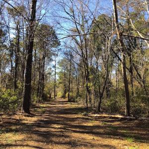 Photo of UNDER CONTRACT!  352 Acres of Timber and Recreational Land For Sale in Pamlico County NC!