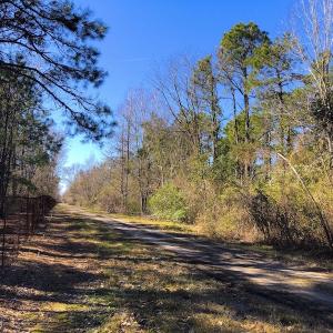 Photo of UNDER CONTRACT!  352 Acres of Timber and Recreational Land For Sale in Pamlico County NC!