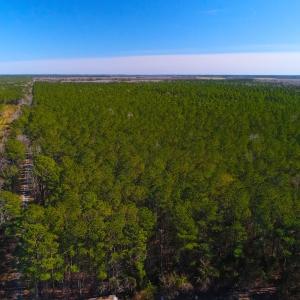 Photo of UNDER CONTRACT!  352 Acres of Timber and Recreational Land For Sale in Pamlico County NC!