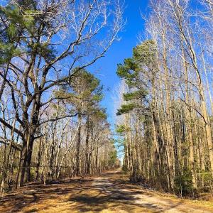 Photo of UNDER CONTRACT!  352 Acres of Timber and Recreational Land For Sale in Pamlico County NC!