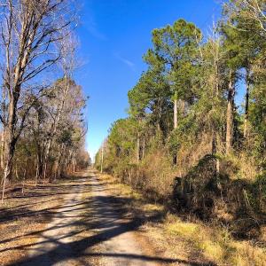 Photo of UNDER CONTRACT!  352 Acres of Timber and Recreational Land For Sale in Pamlico County NC!