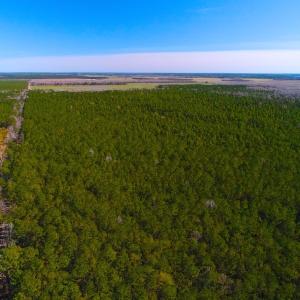 Photo of UNDER CONTRACT!  352 Acres of Timber and Recreational Land For Sale in Pamlico County NC!