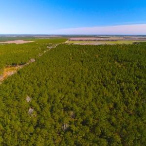 Photo of UNDER CONTRACT!  352 Acres of Timber and Recreational Land For Sale in Pamlico County NC!
