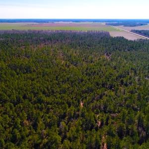 Photo of UNDER CONTRACT!  352 Acres of Timber and Recreational Land For Sale in Pamlico County NC!