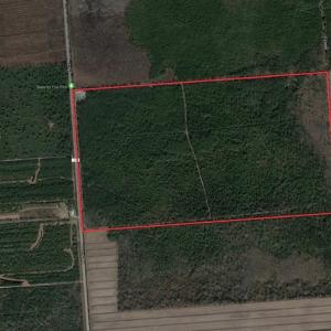 Photo of UNDER CONTRACT!  352 Acres of Timber and Recreational Land For Sale in Pamlico County NC!