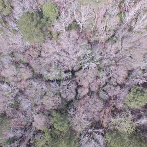 Photo of UNDER CONTRACT!  24 Acres of Farm and Timber Land For Sale in Isle of Wight County VA!