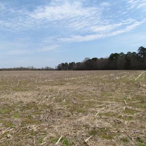 Photo of UNDER CONTRACT!  24 Acres of Farm and Timber Land For Sale in Isle of Wight County VA!