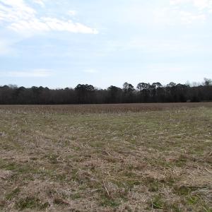 Photo of UNDER CONTRACT!  24 Acres of Farm and Timber Land For Sale in Isle of Wight County VA!