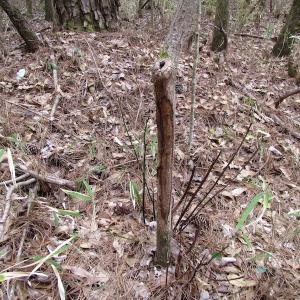 Photo of UNDER CONTRACT!  24 Acres of Farm and Timber Land For Sale in Isle of Wight County VA!