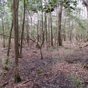 Photo of UNDER CONTRACT!  24 Acres of Farm and Timber Land For Sale in Isle of Wight County VA!
