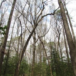 Photo of UNDER CONTRACT!  24 Acres of Farm and Timber Land For Sale in Isle of Wight County VA!